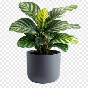 Calathea plant