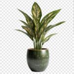 WhatsApp Image 2026-01-22 at 10.02.57