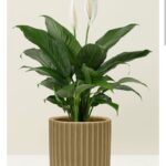 WhatsApp Image 2026-01-22 at 10.02.57 (2)