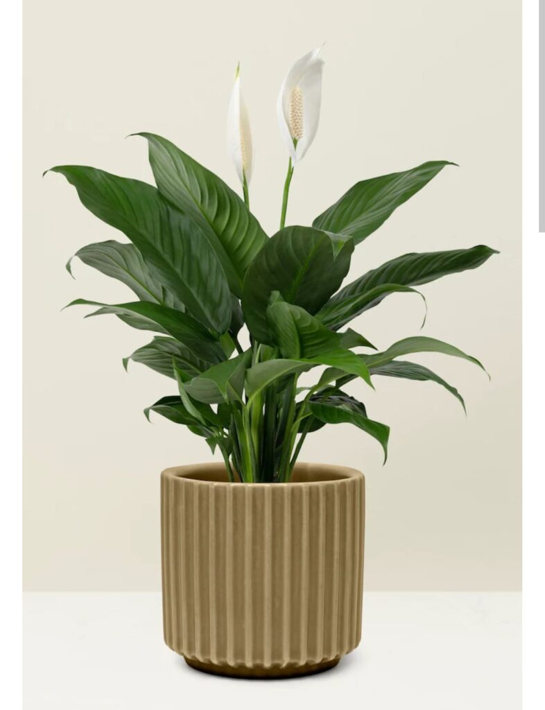 WhatsApp Image 2026-01-22 at 10.02.57 (2)