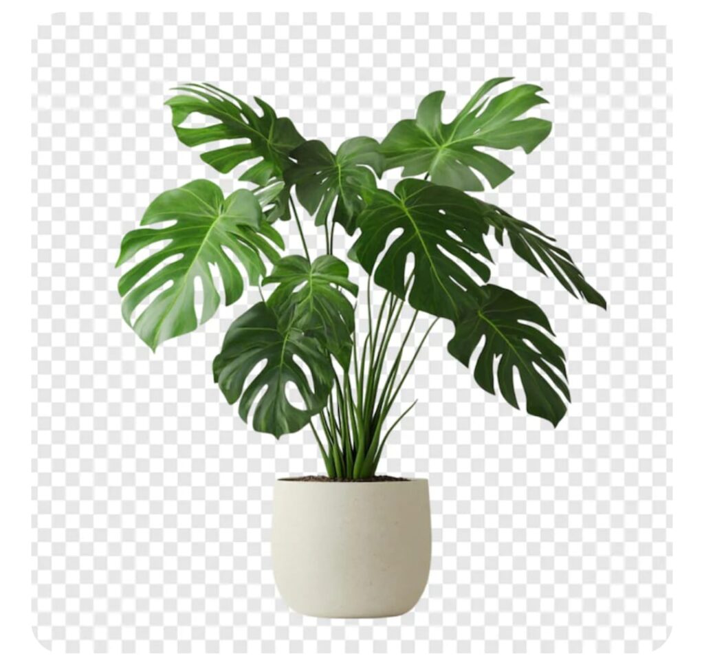 WhatsApp Image 2026-01-22 at 10.02.59 (1)