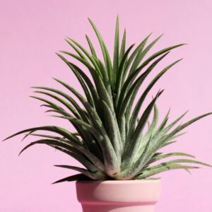 aloevera plant