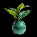 WhatsApp Image 2026-01-23 at 07.19.03