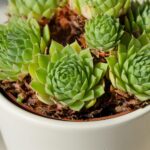 WhatsApp Image 2026-01-23 at 07.19.03 (2)