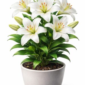 lily plant indoor Small Plant